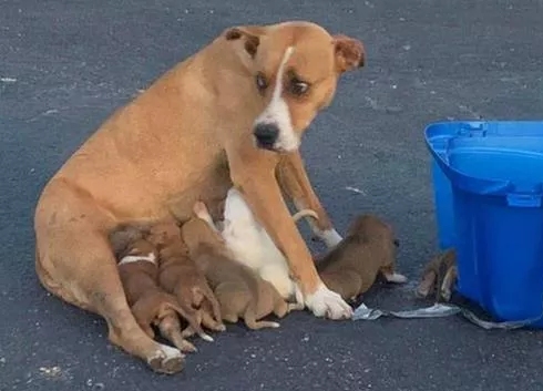 Mamma cane e i suoi nove cuccioli abbandonati