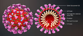 coronavirus come fatto